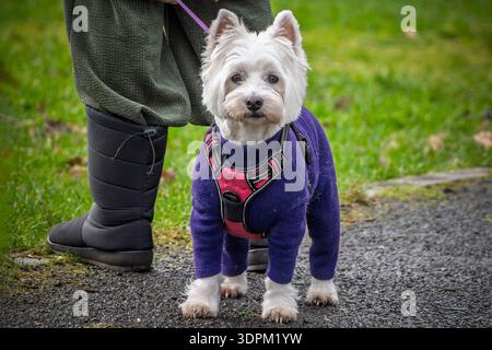 West Highland Terrier indossato con una calda giacca invernale. Foto Stock