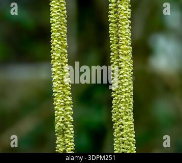 Nocciola comune, noce di cocco (Corylus avellana). Ramoscello con fiore femminile aperto e diverse infiorescenze maschili. Giardino botanico, Francoforte, Germania, Europa Foto Stock