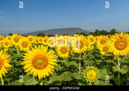 Girasoli gialli luminosi che fioriscono in un ampio campo con foglie verdi, paesaggio di montagna e cielo azzurro limpido sullo sfondo. Ideale per noi commerciali Foto Stock