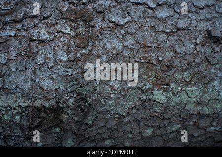 Consistenza ruvida della corteccia degli alberi con motivi irregolari. La superficie presenta scanalature e creste profonde che creano un aspetto robusto. L'hib di corteccia Foto Stock