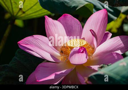 vivace loto rosa con centro giallo Foto Stock