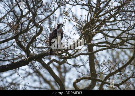 Osprey Pandion haliaetus, arroccato in un albero, Rutland, East Midlands, Inghilterra, Regno Unito, aprile Foto Stock
