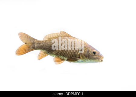 Carpa comune Cyprinus carpio, primo piano dell'individuo, Nottinghamshire, febbraio Foto Stock