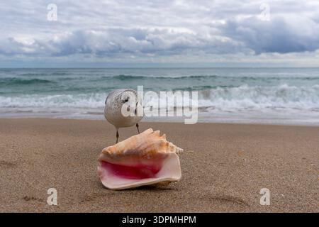 Gabbiano che indaga su una grande conchiglia rosa su una spiaggia sabbiosa con onde oceaniche in Florida, Stati Uniti Foto Stock