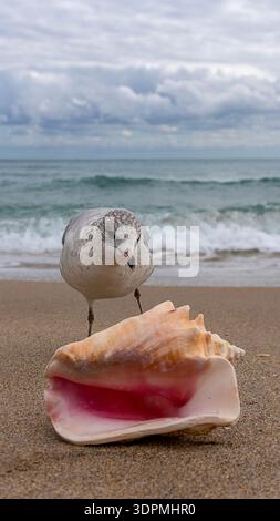 Prospettiva verticale di un gabbiano e di una grande conchiglia rosa su una spiaggia tropicale di sabbia in Florida, Stati Uniti Foto Stock