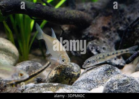 Silver Bream Blicca bjoerkna, piccoli pesci che nuotano in un acquario, Nottingham, Nottinghamshire, Inghilterra, Regno Unito, giugno Foto Stock