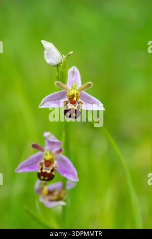 Orchidea delle api Ophrys apifera, che cresce nelle praterie, Nottinghamshire, giugno Foto Stock
