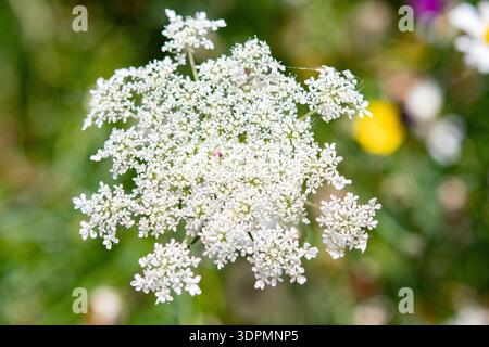 Carota selvatica Daucus carota, in fiore, Nottinghamshire, Inghilterra, Regno Unito, luglio Foto Stock
