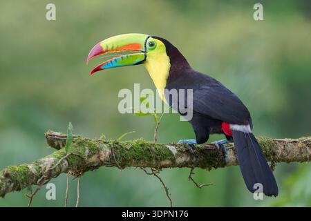 Toucan a base di chiglia, Ramphastos sulfuratus, chiamata da un solo adulto mentre si trova sulla filiale Mossy, Costa Rica Foto Stock