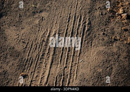 Battistrada in polvere asciutta. Impronta chiara del battistrada del veicolo su terreno polveroso, superficie ruvida con particelle sottili e schema ruvido in ambienti esterni naturali Foto Stock