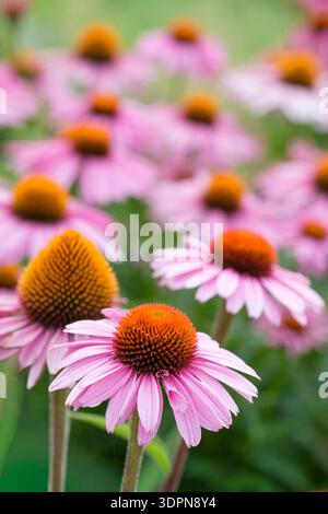 Echinacea purpurea Rubinstern, Echinacea purpurea Ruby Star, fiori simili a margherita, fiori a raggi rubini sparsi dal cono centrale arancio-marrone Foto Stock