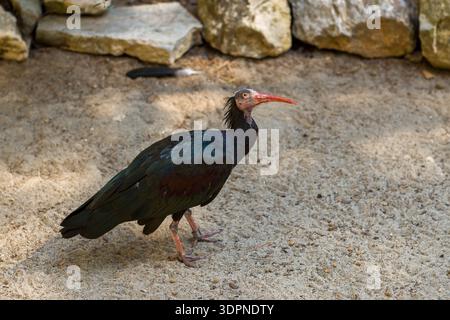 Parc de Sigean, Francia - 27 agosto 2021: Un ibis calvo settentrionale si trova su un terreno sabbioso in un recinto all'aperto con grandi rocce sullo sfondo. Foto Stock