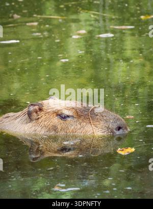 Muso di un Capybara o Hydrochoerus hydrochaeris che nuotano in acqua Foto Stock