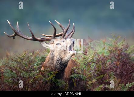 Un potente cervo rosso (Cervus elaphus) ruggisce durante il ruggito autunnale mentre si trova tra felci salmastre alla luce nebbiosa del mattino, Regno Unito. Foto Stock