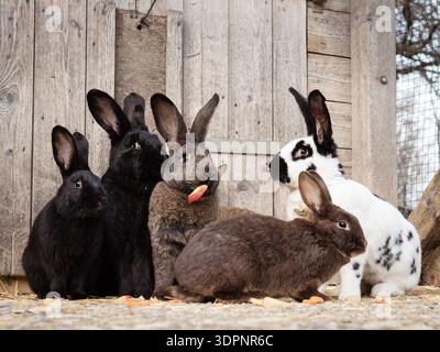 Gruppo di simpatici conigli in recinzione dello zoo, parete di fondo in legno, tema coniglietto pasquale, soffice e curioso, nessuna persona visibile. Foto Stock