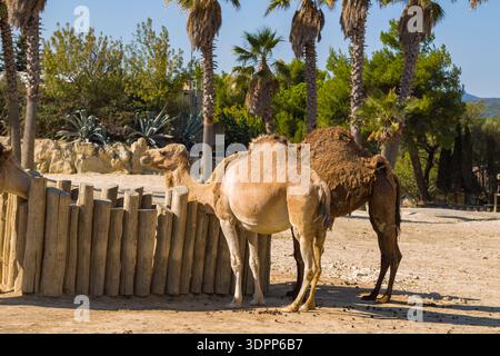 Parc de Sigean, Francia - 27 agosto 2021: Due dromedari cammelli sono visibili accanto a una recinzione di legno in un recinto all'aperto con palme e vegetazione sullo sfondo. Foto Stock