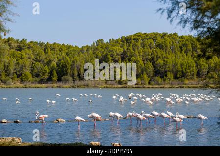 Parc de Sigean, Francia - 27 agosto 2021: Un grande gruppo di fenicotteri più grandi è visto guaiare e stare in piedi in acque poco profonde con uno sfondo di fitti alberi verdi. Foto Stock