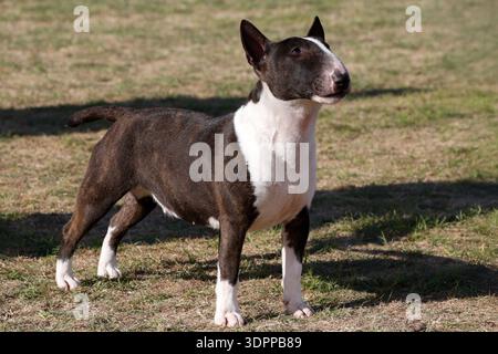 Brindle miniature Bull terrier in posa per un ritratto all'esterno sull'erba Foto Stock
