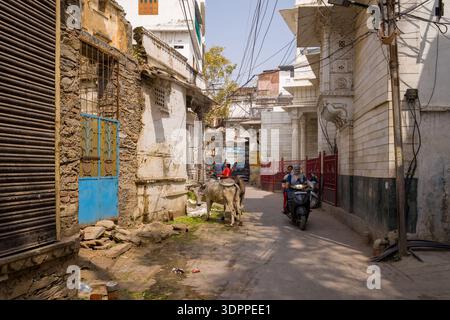 Udaipur, India - 23 marzo 2022: Una mucca si trova nel mezzo di una strada stretta fiancheggiata da vecchi edifici in pietra e gesso, mentre due persone passano davanti a uno scooter e i cavi elettrici sospesi sono visibili durante il giorno. Foto Stock