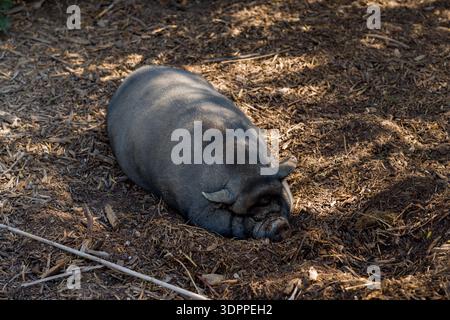 Parc de Sigean, Francia - 27 agosto 2021: Si vede un maiale vietnamita con panciotto steso a terra in un recinto all'aperto ombreggiato coperto di pacciame. Foto Stock