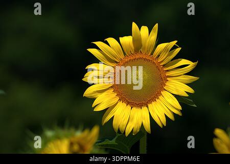 Un vivace primo piano di un girasole (Helianthus annuus) in piena fioritura, caratterizzato da fiori di raggi gialli luminosi che circondano un dettagliato disco centrale. Foto Stock