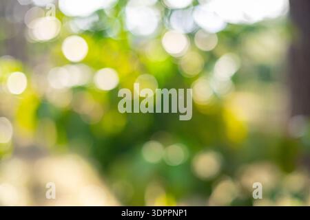Immagine sfocata della raccolta di semi di caffè maturo rosso robusta arabica raccolta di frutti di bosco fattoria di caffè. Raccogliere chicchi di caffè maturi bacche rosse piantano caffè con semi freschi Foto Stock