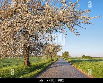 Strada di campagna con ciottoli attraverso campi verdi fiancheggiati da ciliegi in fiore alla luce del mattino, vicino a Querfurt, Sassonia-Anhalt, Germania Foto Stock