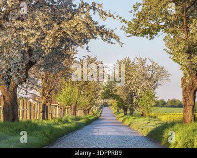 Strada di campagna con ciottoli attraverso campi verdi fiancheggiati da ciliegi in fiore alla luce del mattino, Allee vicino a Querfurt, Sassonia-Anhalt, Germania Foto Stock