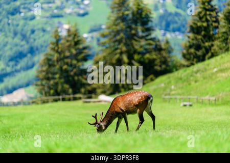 Posizione sconosciuta - 10 giugno 2021: Un cervo sika con palchi pascolava su un campo erboso illuminato dal sole con alberi di conifere e colline sullo sfondo. Foto Stock