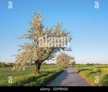 Strada di campagna con ciottoli attraverso campi verdi fiancheggiati da ciliegi in fiore alla luce del mattino, vicino a Querfurt, Sassonia-Anhalt, Germania Foto Stock