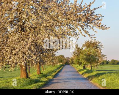 Strada di campagna con ciottoli attraverso campi verdi fiancheggiati da ciliegi in fiore alla luce del mattino, vicino a Querfurt, Sassonia-Anhalt, Germania Foto Stock