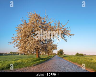 Strada di campagna con ciottoli attraverso campi verdi fiancheggiati da ciliegi in fiore alla luce del mattino, vicino a Querfurt, Sassonia-Anhalt, Germania Foto Stock