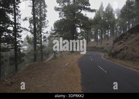 Suggestiva strada della pineta nella nebbia, serpeggia attraverso le foreste di pini delle Isole Canarie con il clima nebbioso, oltre i pendii vulcanici delle montagne e l'atmosfera Foto Stock