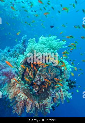 Schwarm Juwelen-Fahnenbarsche (Pseudanthias squamipinnis), Korallenriff, Big Brother Reef, Rotes Meer, Ägypten Foto Stock