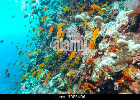 Juwelen-Fahnenbarsche (Pseudanthias squamipinnis), Korallenriff, Tauchplatz Daedalus Reef, Rotes Meer, Ägypten Foto Stock