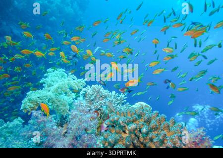 Schwarm Juwelen-Fahnenbarsche Pseudanthias squamipinnis, Korallenriff, Big Brother Reef, Rotes Meer, Ägypten *** Shoal of Jewel flagfish Pseudanthias squamipinnis , barriera corallina, Big Brother Reef, Mar Rosso, Egitto Foto Stock