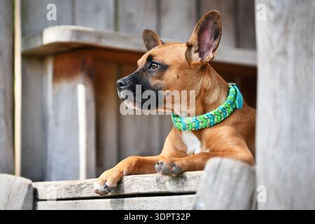 Cane di razza mista marrone che indossa un collare verde in paracord davanti allo sfondo in legno Foto Stock