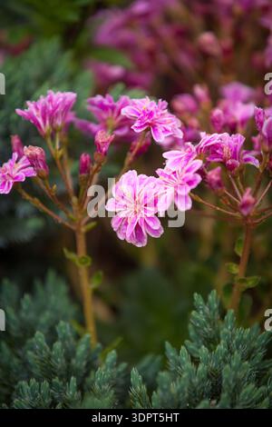 Lewisia cotyledon (Cliff Maids) - fiori semi-doppi rosa e bianchi Foto Stock