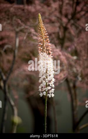 Eremurus robustus (ninfee Foxtail) - primo piano di un'alta punta di fiori con fiori bianchi e boccioli rosa non aperti Foto Stock