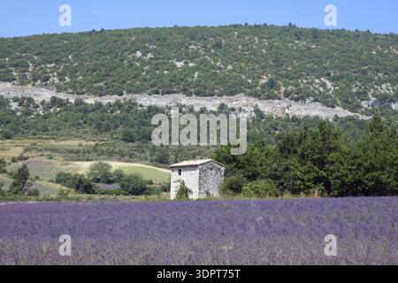 Campo di lavanda sul Plateau de Sault Foto Stock