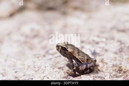 Piccola rana marrone appoggiata su una superficie in pietra ruvida, foto ravvicinate della fauna che evidenziano dettagli anfibi, mimetismo naturale e delicata texture della pelle Foto Stock