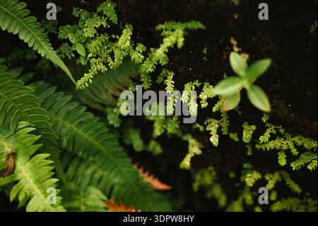 Varie piccole felci e muschi che crescono su suolo scuro in Costa Rica Foto Stock