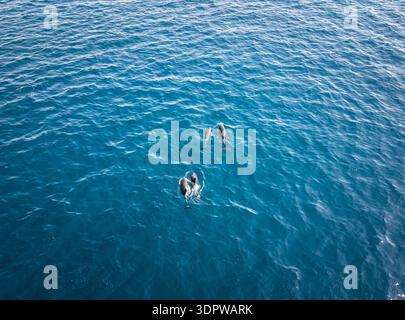 Vista aerea dei delfini che scivolano attraverso le acque azzurre del Mare di Cortez, i loro corpi eleganti che gettano ombre fugaci sulla superficie ondulata, Los Angeles Foto Stock