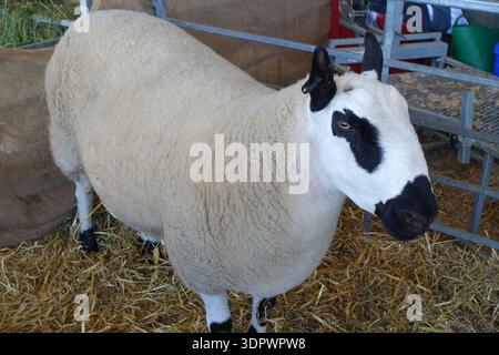 A Welsh Kerry Hill (Dafad Bryniau Ceri) Domestic Sheep in mostra al Great Yorkshire Agricultural Show, Harrogate, North Yorkshire, Inghilterra, Regno Unito, Foto Stock