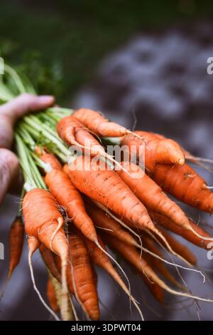 Mani maschili che tengono carote appena raccolte con top verdi all'aperto. Verdure biologiche dopo la raccolta Foto Stock