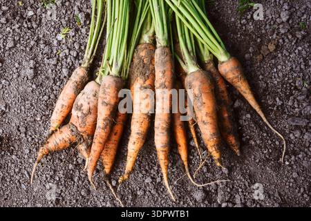 Carote appena raccolte con terreno e radici su terreno naturale. Verdure biologiche direttamente dall'orto Foto Stock