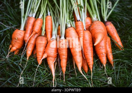 Carote appena raccolte disposte all'aperto su erba. Verdure biologiche di colore arancio vivo Foto Stock