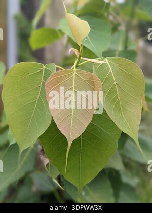 Primo piano di giovani foglie di fico sacro (Ficus religiosa) verdi-rossastro, comunemente note come foglie di Bo, che presentano venature delicate e strutturazione a forma di cuore Foto Stock