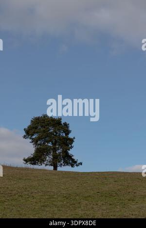 Un albero solitario su una collina erbosa sotto un cielo azzurro. Foto Stock