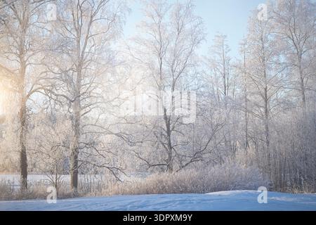 Un tranquillo paesaggio invernale a Tampere, Finlandia, caratterizzato da alberi innevati e un'atmosfera tranquilla e fredda. La scena gelida mette in risalto la bellezza di fin Foto Stock